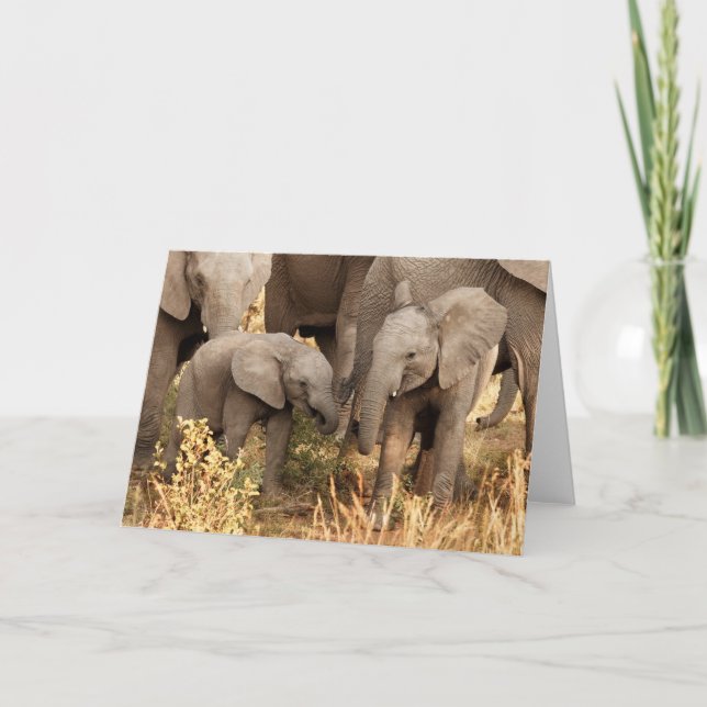 Cutest Baby djur | Två unga elefanter Kort (Framsida)