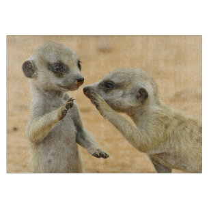 Cutest Baby djur Två unga Meerkats