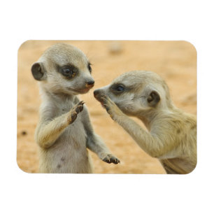 Cutest Baby djur Två unga Meerkats Magnet
