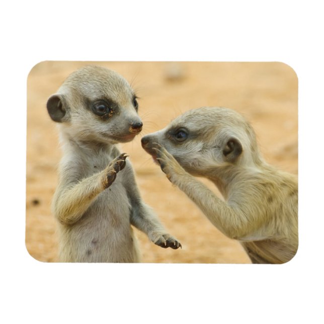 Cutest Baby djur | Två unga Meerkats Magnet (Horisontell)