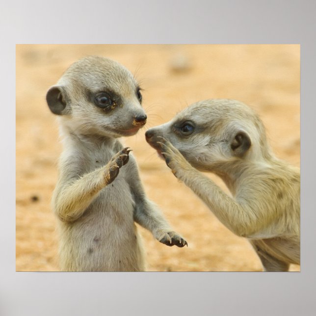 Cutest Baby djur | Två unga Meerkats Poster (Framsidan)