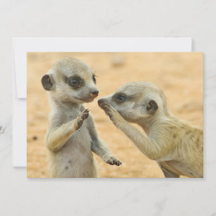 Cutest Baby djur Två unga Meerkats Tack Kort