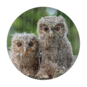 Cutest Baby djur   Två unga Uggla