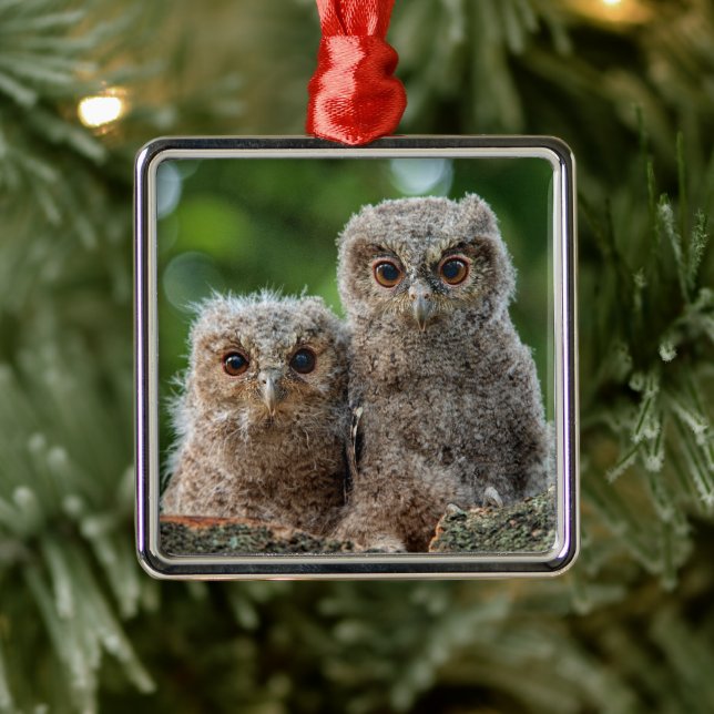 Cutest Baby djur | Två unga Uggla Julgransprydnad Metall (Träd)