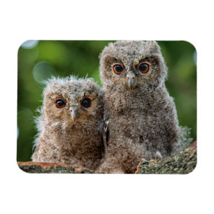 Cutest Baby djur Två unga Uggla Magnet