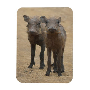 Cutest Baby djur Två unga Warthogs Magnet