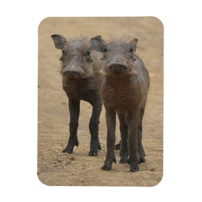 Cutest Baby djur | Två unga Warthogs Magnet (Vertikal)