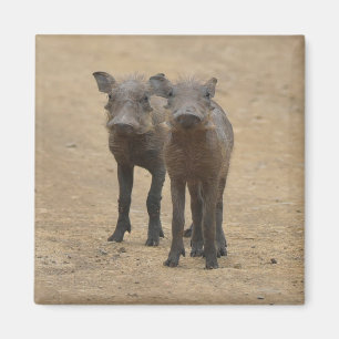 Cutest Baby djur Två unga Warthogs Magnet