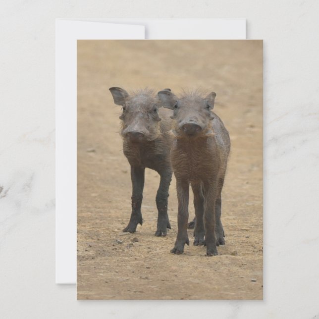Cutest Baby djur | Två unga Warthogs Tack Kort (Framsida)