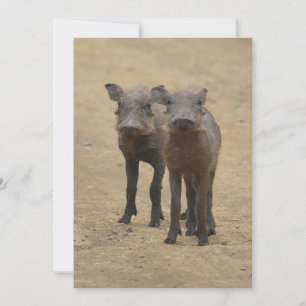 Cutest Baby djur Två unga Warthogs Tack Kort