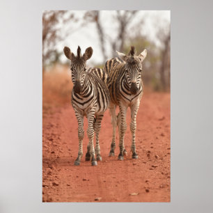 Cutest Baby djur Två unga Zebröder Poster