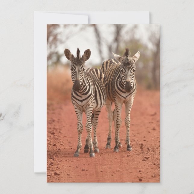 Cutest Baby djur | Två unga Zebröder Tack Kort (Framsida)
