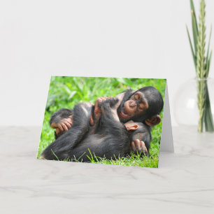 Cutest Baby djur Två Young Chimpanzees Kort