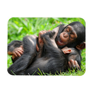 Cutest Baby djur Två Young Chimpanzees Magnet