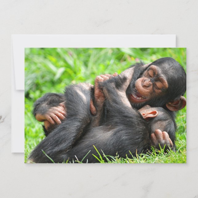 Cutest Baby djur | Två Young Chimpanzees Tack Kort (Framsida)