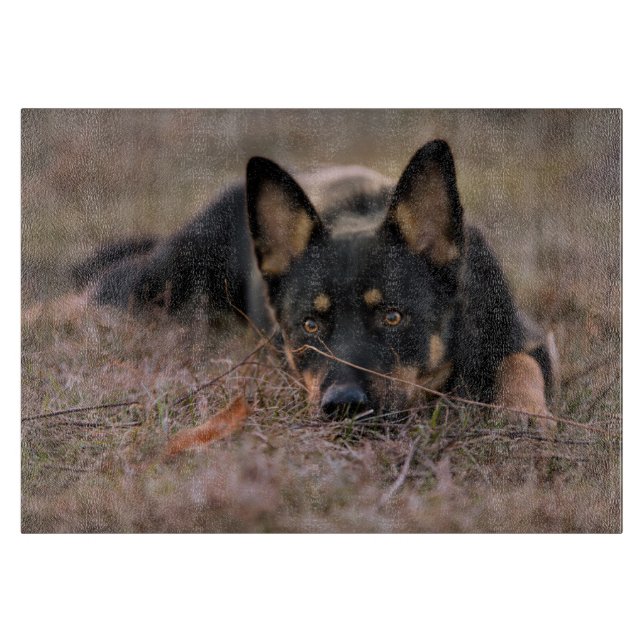 Cutest Baby djur | Tysk shepherd Puppy (Framsidan)