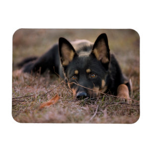 Cutest Baby djur Tysk shepherd Puppy Magnet