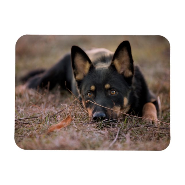 Cutest Baby djur | Tysk shepherd Puppy Magnet (Horisontell)