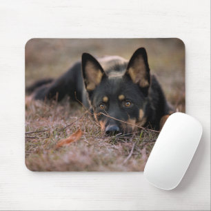 Cutest Baby djur Tysk shepherd Puppy Musmatta