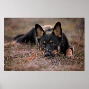 Cutest Baby djur Tysk shepherd Puppy Poster