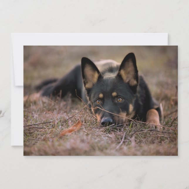 Cutest Baby djur | Tysk shepherd Puppy Tack Kort (Framsida)