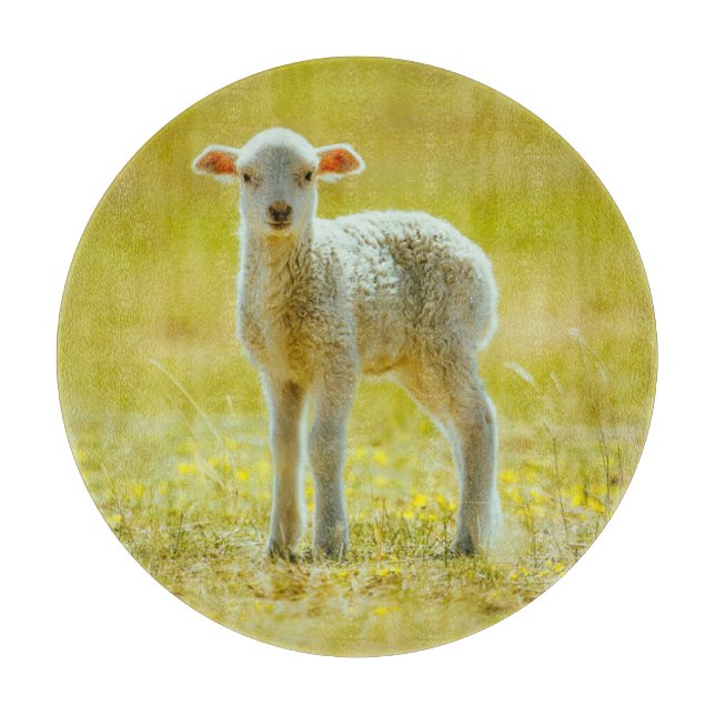 Cutest Baby djur | Unga får (Framsidan)