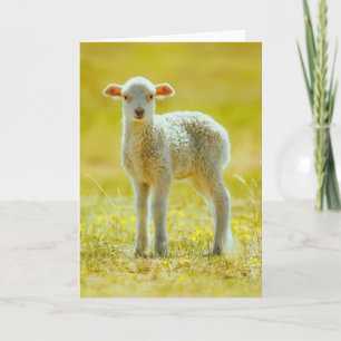 Cutest Baby djur Unga får Kort