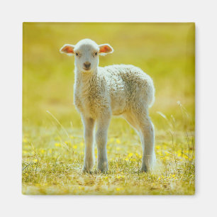 Cutest Baby djur Unga får Magnet