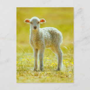 Cutest Baby djur   Unga får Vykort