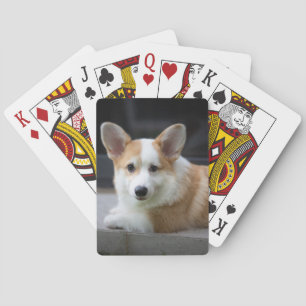 Cutest Baby djur   Uppmjukning av Corgi Puppy Casinokort