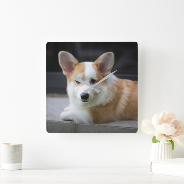 Cutest Baby djur | Uppmjukning av Corgi Puppy Fyrkantig Klocka (Hem)