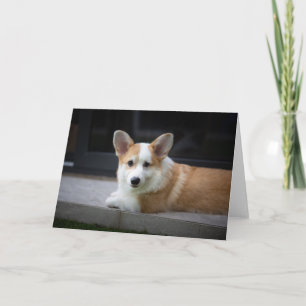 Cutest Baby djur Uppmjukning av Corgi Puppy Kort