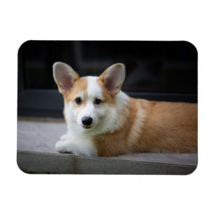 Cutest Baby djur Uppmjukning av Corgi Puppy Magnet