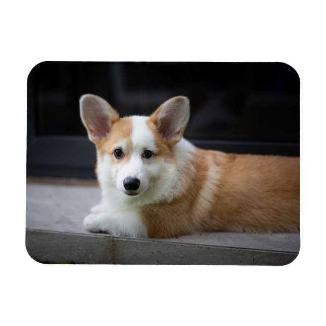 Cutest Baby djur | Uppmjukning av Corgi Puppy Magnet (Horisontell)