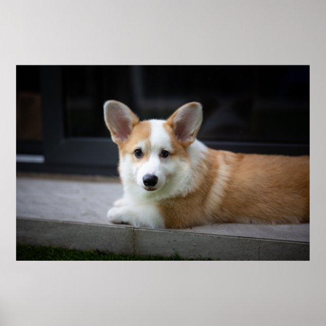 Cutest Baby djur | Uppmjukning av Corgi Puppy Poster (Framsidan)