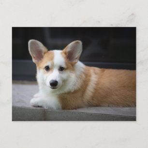 Cutest Baby djur   Uppmjukning av Corgi Puppy Vykort