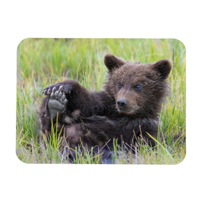 Cutest Baby djur | Uppspelning av kute Brown Unge Magnet (Horisontell)