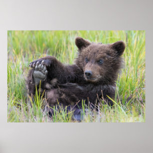 Cutest Baby djur Uppspelning av kute Brown Unge Poster