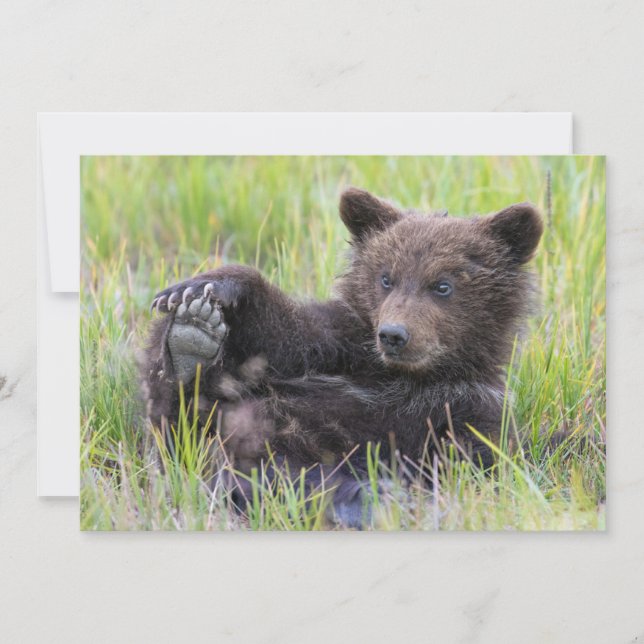 Cutest Baby djur | Uppspelning av kute Brown Unge Tack Kort (Framsida)