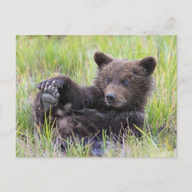 Cutest Baby djur | Uppspelning av kute Brown Unge Vykort (Framsida)