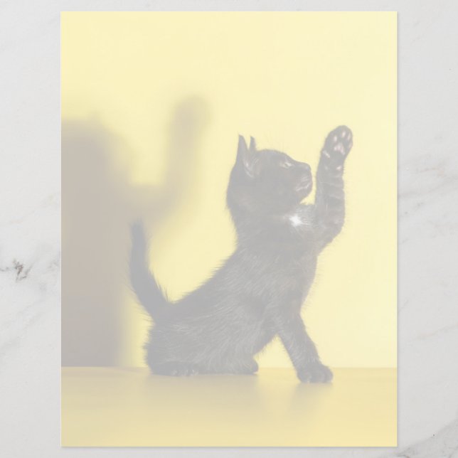 Cutest Baby djur | Uppspelning av svart katt (Framsida)