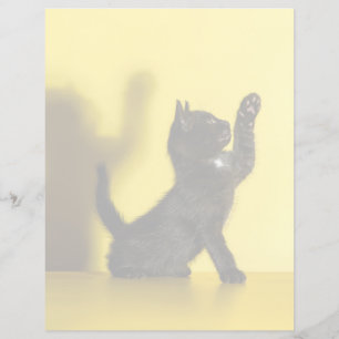 Cutest Baby djur Uppspelning av svart katt