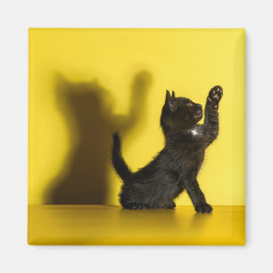 Cutest Baby djur Uppspelning av svart katt Magnet