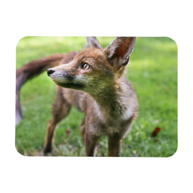 Cutest Baby djur | Urban Fox Magnet (Horisontell)