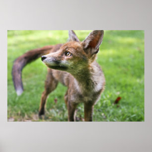 Cutest Baby djur Urban Fox Poster
