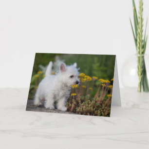 Cutest Baby djur   Väster Highland White Terrier Kort