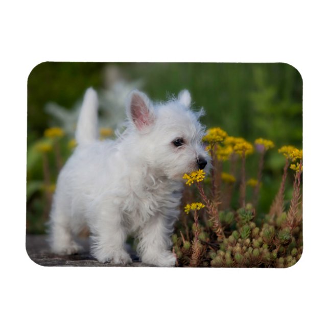 Cutest Baby djur | Väster Highland White Terrier Magnet (Horisontell)