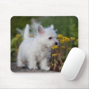 Cutest Baby djur   Väster Highland White Terrier Musmatta