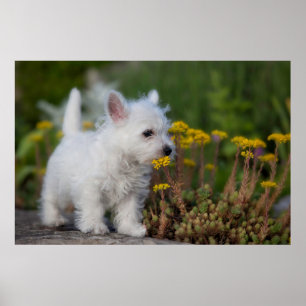 Cutest Baby djur Väster Highland White Terrier Poster