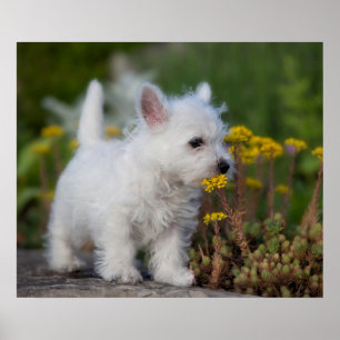 Cutest Baby djur Väster Highland White Terrier Poster